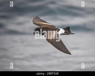 Wilson's Storm Petrel (Oceanites oceanicus), at sea off St Mary's, Isles of Scilly, Cornwall, England, UK Stock Photo