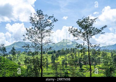 Wayanad is a rural district in Kerala state, southwest India. Stock Photo