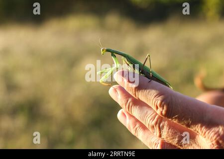 a green praying mantis on a hand Stock Photo