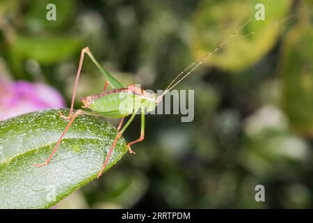 Male speckled bush cricket, Leptophyes punctatissima Stock Photo