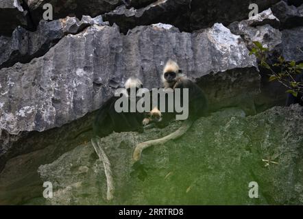 230807 -- CHONGZUO, Aug. 7, 2023 -- Three white-headed langurs rest on a cliff at a national nature reserve in Luobai Town of Jiangzhou District, Chongzuo City, south China s Guangxi Zhuang Autonomous Region, Aug. 5, 2023. China s white-headed langur is one of the world s most endangered primate species. Characterized by the white hair on their heads, the animals are spotted in less than 200 square km karst hills between the Zuojiang and Mingjiang rivers in Chongzuo. In recent years, in order to better protect the white-headed langur, patrolling and technological measures including infrared ca Stock Photo