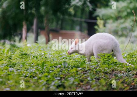 Australian red-necked albino wallaby walking among meadow in park. Albino variation of Bennett's wallaby. Stock Photo