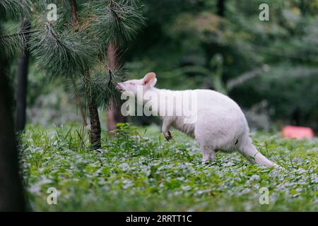 Australian red-necked albino wallaby eating pine tree needles in park. Albino variation of Bennett's wallaby. Stock Photo