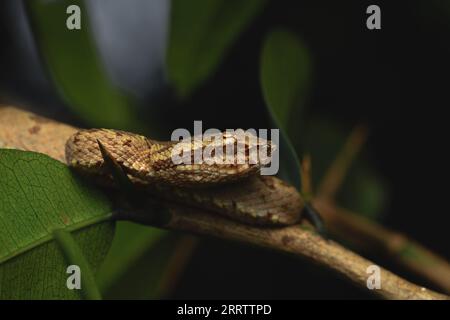 Malabar pit viper (Trimeresurus malabaricus), brown colour morph in rainforest habitat with waterfall, Amboli, Maharashtra Stock Photo