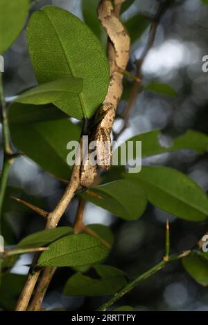 Malabar pit viper (Trimeresurus malabaricus), brown colour morph in rainforest habitat with waterfall, Amboli, Maharashtra Stock Photo