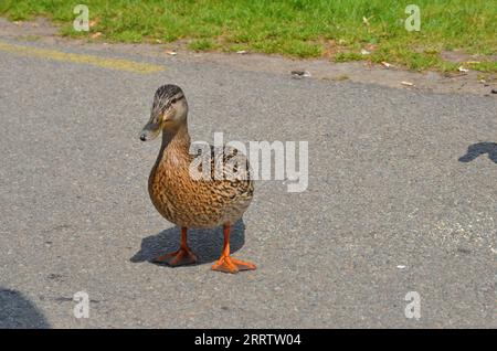 Female Mallards contribute to the species' preservation by laying eggs and raising ducklings. They are a familiar sight in many water bodies worldwide Stock Photo