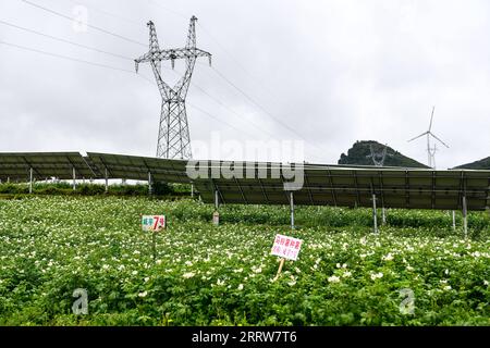 230815 -- GUIYANG, Aug. 15, 2023 -- Plants of potatoes are grown under the photovoltaic panels at a photovoltaic power plant in Yi-Hui-Miao Autonomous County of Weining, southwest China s Guizhou Province, July 20, 2023. Guizhou has seized the opportunity and made big stride in the development of new energy industry, such as wind power and photovoltaic power, in recent years. While vigorously developing green energy, Guizhou has also made full use of the land under photovoltaic panels to develop farming and livestock breeding. By the end of June 2023, the total installed capacity of new energy Stock Photo