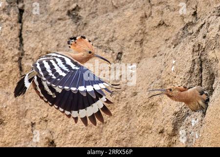 Eurasian hoopoe, upupa epops, feeding chick inside tree in summer nature. Little bird eating from mother from hole in wood during summertime. Feathere Stock Photo