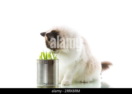 cat breed Ragdoll eats grass from a tin, isolated on a white background Stock Photo