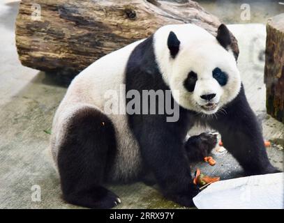 230830 -- TAIPEI, Aug. 30, 2023 -- Giant panda Yuan Yuan enjoys a birthday meal at Taipei Zoo in Taipei, southeast China s Taiwan, Aug. 30, 2023. Taipei Zoo on Wednesday celebrated the 19th birthday of Yuan Yuan, the female giant panda gifted by the Chinese mainland to Taiwan. Yuan Yuan and male panda Tuan Tuan arrived in Taipei as goodwill gifts from the mainland in December 2008. The couple produced two female offspring, born in 2013 and 2020, respectively. Tuan Tuan died of illness in November last year at the age of 18.  CHINA-TAIPEI-GIANT PANDA-YUAN YUAN-BIRTHDAY CN WangxChenghao PUBLICAT Stock Photo