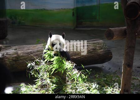 230830 -- TAIPEI, Aug. 30, 2023 -- Giant panda Yuan Yuan eats bamboo at Taipei Zoo in Taipei, southeast China s Taiwan, Aug. 30, 2023. Taipei Zoo on Wednesday celebrated the 19th birthday of Yuan Yuan, the female giant panda gifted by the Chinese mainland to Taiwan. Yuan Yuan and male panda Tuan Tuan arrived in Taipei as goodwill gifts from the mainland in December 2008. The couple produced two female offspring, born in 2013 and 2020, respectively. Tuan Tuan died of illness in November last year at the age of 18.  CHINA-TAIPEI-GIANT PANDA-YUAN YUAN-BIRTHDAY CN WangxChenghao PUBLICATIONxNOTxINx Stock Photo