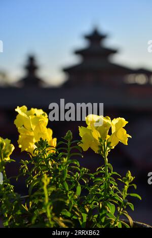 Flowers with blurred pagodas in backdrop at Durbar (royal palace) Square, Kathmandu, Nepal. A UNESCO World Heritage site. Stock Photo