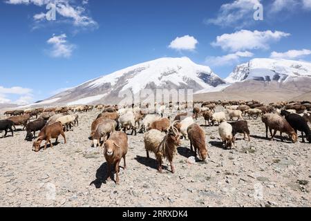 Taxkorgan, China's Xinjiang Uygur Autonomous Region. 6th Sep, 2023. Sheep graze at the foot of Mount Muztagata on the Pamir Plateau, northwest China's Xinjiang Uygur Autonomous Region, Sept. 6, 2023. Credit: Lan Hongguang/Xinhua/Alamy Live News Stock Photo