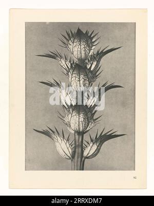 Fine Art Photography, Study of plant, sepia, monochrome, paper ink, Still life, Plant,  ACANTHUS MOLLIS,  bear's breeches, sea dock, bear's foot plant, sea holly, gator plant or oyster plant, Stock Photo