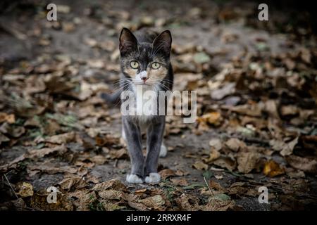 Tricolor mom among dry autumn leaves. Portrait of a yard cat on the street in the evening Stock Photo