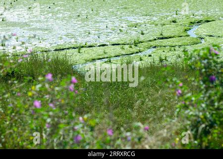 Wild Coastal Landscapes - Sea Asters, Aster tripolium with other Widlfowers growing high above coastal saltmarshes. Essex, Britain. Stock Photo