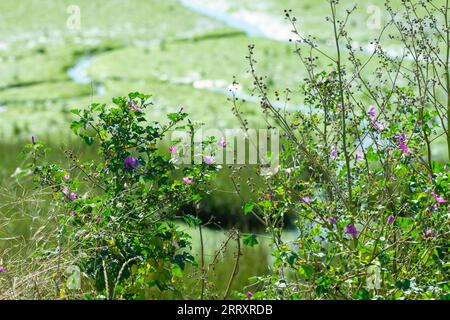 Wild Coastal Landscapes - Sea Asters, Aster tripolium with other Widlfowers growing high above coastal saltmarshes. Essex, Britain. Stock Photo