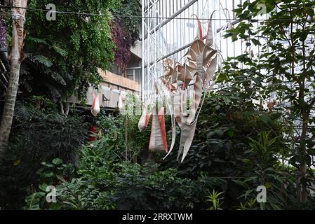 Cloud songs on the horizon feature a series of new, large-scale suspended sculptures across the entirety of the Conservatory’s 23,000 square foot space. A tropical oasis in the heart of London, the Barbican Conservatory is home to a vibrant mix of 1,500 species of plants and trees from across the world.   Shettar’s sculptures, currently in production in her studio in southern India, are each handcrafted by the artist and draw inspiration from the complexity of nature.Ranjani Shettar, opening to the public on 10 September 2023.... Stock Photo