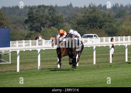 Ascot, Berkshire, UK. 9th September, 2023. Horse Alsakib ridden by jockey David Probert wins the Lavazza Handicap Stakes at Ascot Racecourse on the September Racing Saturday. Owner Al Wasmiyah Stud. Trainer Andrew Balding, Kingsclere. Credit: Maureen McLean/Alamy Live News Stock Photo