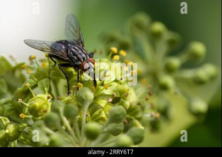 Macro shot of a fly (Calliphoridae) perched on the flowers of an ivy. Stock Photo