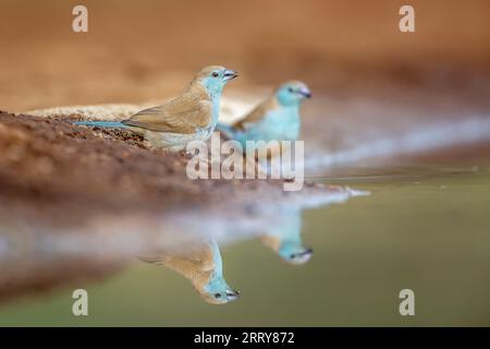 Two Blue-breasted Cordonbleu standing at waterhole in Kruger National park, South Africa ; Specie Uraeginthus angolensis family of Estrildidae Stock Photo