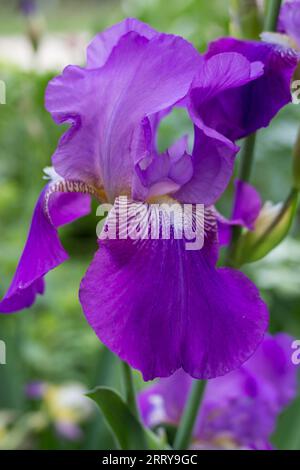 beautiful variety of violet flower irises in the garden Stock Photo
