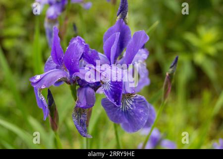 blue flowers iris Siberian in the garden Stock Photo