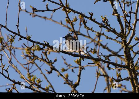 Phoenicurus ochruros Family Muscicapidae Genus Phoenicurus Black Redstart, Tithys redstart, blackstart, black redtail wild nature bird photography, pi Stock Photo