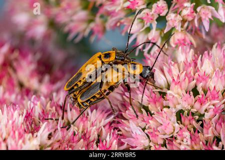 Pennsylvania Leatherwing, Goldenrod Soldier Beetle, mating on sedum flower. Insect and wildlife conservation, habitat preservation, and backyard flowe Stock Photo