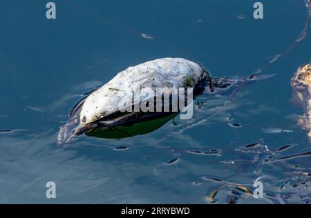 Dead bird, dead guillemot floating in the harbour, a victim of bird flu, avian influenza, a viral outbreak killing seabirds Stock Photo