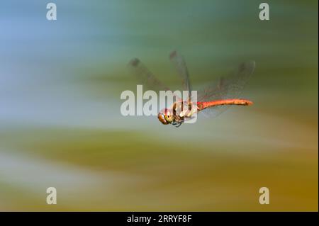 Dragonfly Sympetrum striolatum aka common darter in flight above the pond. Isolated on blurred background. Summer. Czech republic nature. Stock Photo