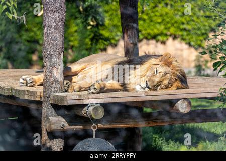 Majestic Asiatic Lion, Panthera leo persica, native to India, radiates strength and pride in its natural habitat. Stock Photo