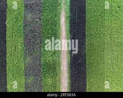 Aerial view of black rice or purple rice are cultivated between white rice field in Thailand. Stock Photo