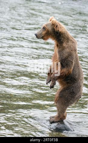 A brown bear standing on hind legs at Brooks River. Katmai National Park. Alaska. Vertical format. Stock Photo