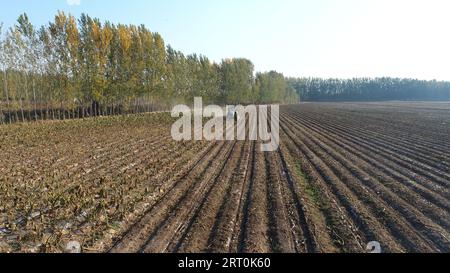 Farmers use machinery to harvest taro, LUANNAN COUNTY, Hebei Province, China Stock Photo