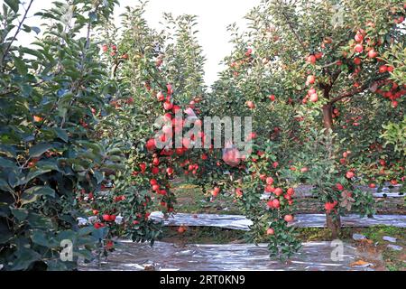 Ripe red Fuji apples on branches in an orchard, LUANNAN COUNTY, Hebei Province, China. Stock Photo