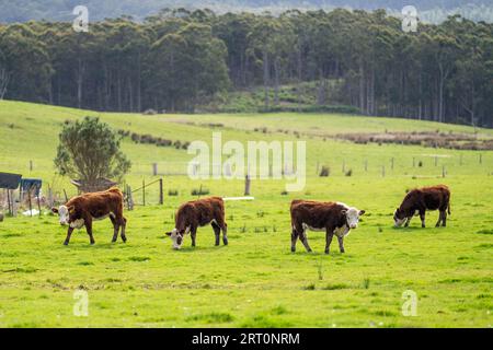 hereford beef cows in a field on green grass Stock Photo