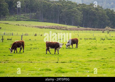 hereford beef cows in a field on green grass Stock Photo