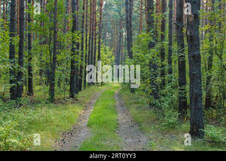 Landscape overlooking the road through the forest with centuries-old pines Stock Photo
