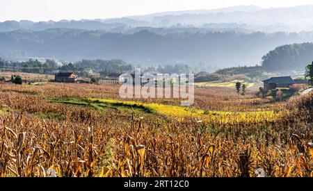 CHONGQING, CHINA - SEPTEMBER 10, 2023 - View of a terraced field in Chongqing, China, September 10, 2023. In order to increase land income, villagers Stock Photo