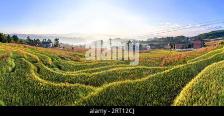 CHONGQING, CHINA - SEPTEMBER 10, 2023 - View of a terraced field in Chongqing, China, September 10, 2023. In order to increase land income, villagers Stock Photo