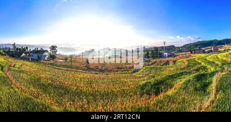 CHONGQING, CHINA - SEPTEMBER 10, 2023 - View of a terraced field in Chongqing, China, September 10, 2023. In order to increase land income, villagers Stock Photo