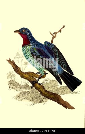 The spangled cotinga (Cotinga cayana) [ Here as Cayana, Ampelis, Purple-Throated Chatterer ] is a species of bird in the family Cotingidae, the cotingas. It is found in the canopy of the Amazon Rainforest in South America Coloured Plate from ' The Naturalist's repository, or, Monthly miscellany of exotic natural history by Donovan, E. (Edward), 1768-1837 Volume 1 1823 Consisting of elegantly coloured plates with appropriate scientific and general directions of the most curious, scarce, and beautiful productions of nature that have been recently discovered in various parts of the world the late Stock Photo