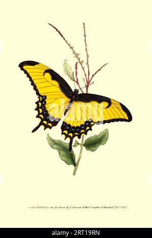 The Yellow Swallowtail from The Butterflies and Moths of America Part 2 ...