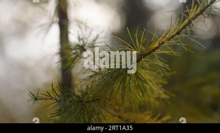 closeup larch branches on an autumn day, wide photo Stock Photo