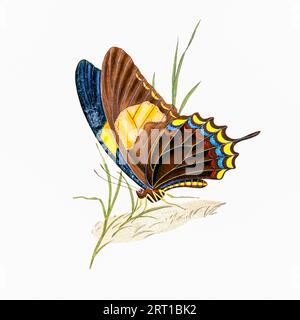 Papilio androgeus, the Androgeus swallowtail, queen page, or queen swallowtail, is a Neotropical butterfly of the family Papilionidae. It is found from Mexico to Argentina with a small population in southern Florida. here as Papilio laodocus, Laodocus Butterfly Coloured Plate from ' The Naturalist's repository, or, Monthly miscellany of exotic natural history by Donovan, E. (Edward), 1768-1837 Volume 4 1826 Consisting of elegantly coloured plates with appropriate scientific and general directions of the most curious, scarce, and beautiful productions of nature that have been recently discovere Stock Photo