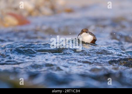 White-throated dipper cinclus cinclus standing in the middle of fast flowing river on sunny day Stock Photo