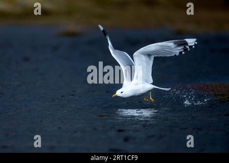 Common gull (Larus canus) adult bird in flight, Common gull adult bird in flight Stock Photo
