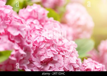 Bush of blooming pink Hydrangea or Hortensia flowers in the summer. Natural background, selective focus Stock Photo
