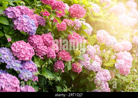 Bush of blooming pink Hydrangea or Hortensia flowers in the summer. Natural background, selective focus Stock Photo